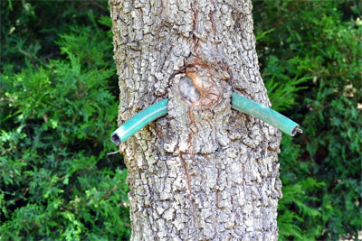 It is a common practice to use short lengths of garden hose to protect the bark from guy wires. Failure to remove staking materials once the tree is established can result in girdling and, in some cases, the death of the tree.