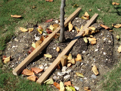 Securing the root ball is an alternative method of tree staking. Once a few inches of mulch are applied, the staking materials disappear, leaving a neat and clean new tree in the landscape.