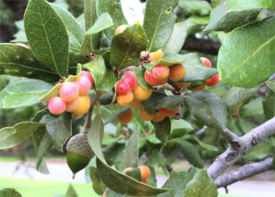 Colorful galls are quick to catch the attention of curious gardeners. All photos by Bill Seaman.