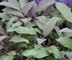 Picturesque purple sage is mild-flavored and easy to grown in containers.