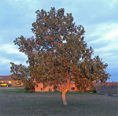 Q2_Dec13_cottonwood-tree