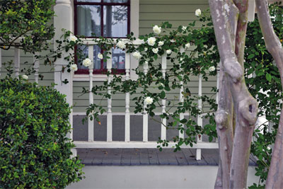Roses can be trained on many structures, ranging from fences to pillars to trellises. Photos provided by Mike Shoup.