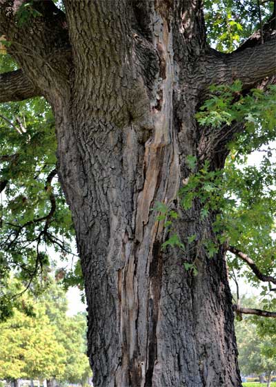 The old lightning strike wound on this red oak provides a portal for damaging insects and fungal diseases. Photo by Bill Seaman.