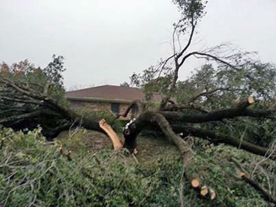 Little is left of this live oak. (Photo submitted by one of our Facebook friends.)