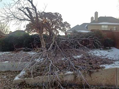 Pecan splintered by ice. (Photo submitted by one of our Facebook friends.)