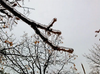 Bur oak trees have stout limbs and a branching habit that supports the load of ice and snow with minimal damage. Photo by Bill Seaman.
