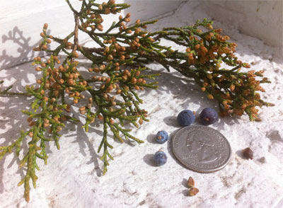 Foliage, male cones, fruit and seeds -- Eastern redcedar on the left; Ashe juniper on the right.