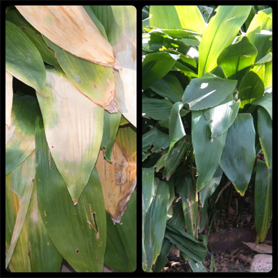 Aspidistra that was exposed to this winter’s cold will have to be trimmed to remove damaged leaves. Plants on right are just fine. Same landscape.