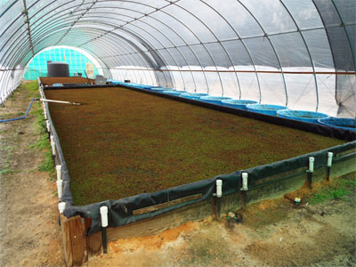 Shallow aquatic tanks inside the research greenhouse.