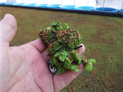 Handful of trouble: giant salvinia.