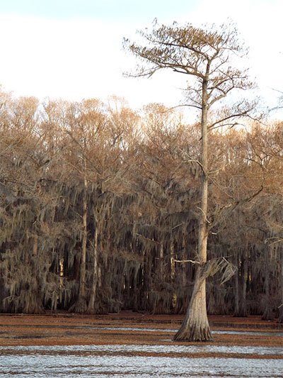 A gnarled old bald cypress rises from mats of giant salvinia on Caddo Lake. Photos by Steven Chamblee.