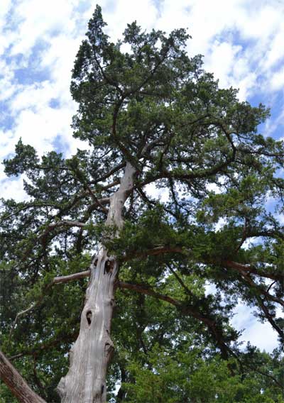 Mature Eastern redcedars break out of their pyramidal shape and grow to 70 feet in height. All photos by Bill Seaman.