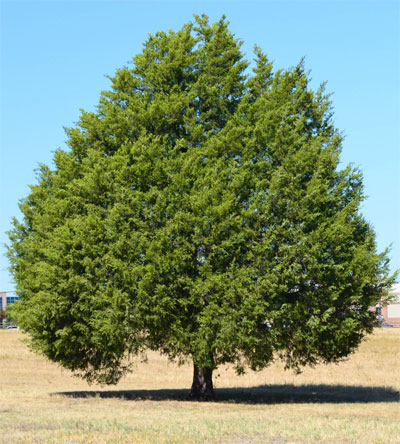 Drought tolerance and dense evergreen foliage that grows to the ground are characteristics that make Eastern redcedar highly desirable in many Texas landscapes.