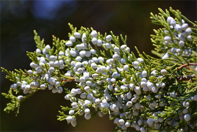 The blue-grey berries produced by Eastern redcedar add interest to the landscape and provide wildlife with an abundance of food.