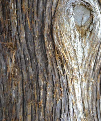 Underneath a thin layer of fibrous bark, Eastern redcedar has a fragrant wood that is highly resistant to decay.