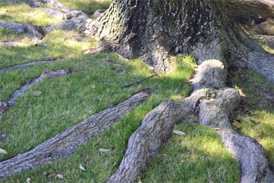 Tree roots help filter ground water and reduce soil erosion.
