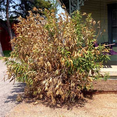 Freeze-Damage-Oleander
