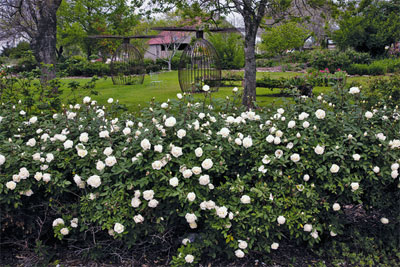 Ducher Hedge. Photos courtesy of Mike Shoup, Antique Rose Emporium.