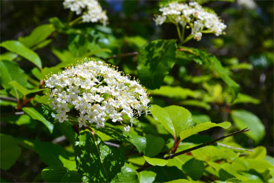 Known for its glossy green foliage and clusters of spring flowers, rusty blackhaw is an ornamental tree worthy of consideration by Texas gardeners. Photos by Bill Seaman.