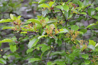 Even after the flowers fade, rusty blackhaw is easily identifiable by its glossy green leaves and opposite leaf and stem growth habits.