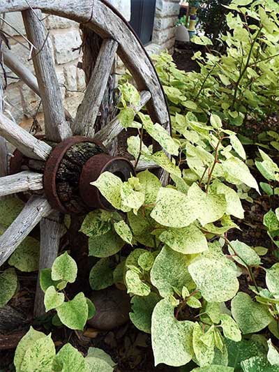An old wagon wheel frames a drift of Polygonum cuspidatum ‘Freckles.’