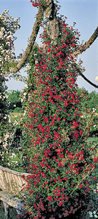 A pillar of ‘Red Cascade’ miniature roses makes a splash at the Antique Rose Emporium.