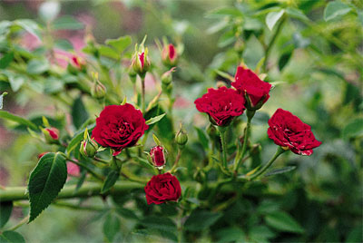 The dark red flowers of ‘Red Cascade’ are grown in clusters. Rose photos courtesy of Mike Shoup.