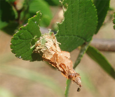 Less than ½-inch long and still in its “dunce cap” juvenile posture, this young bagworm feeds on cedar elm leaves and decorates its house with leftovers.