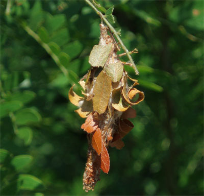At almost 2 inches long and adorned with honey locust leaflets, this bagworm has secured its home in preparation to pupate.