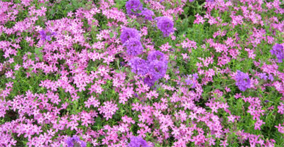 Old-fashioned creeping phlox and purple 'Homestead' verbena make lush, low-growing companions in early spring.
