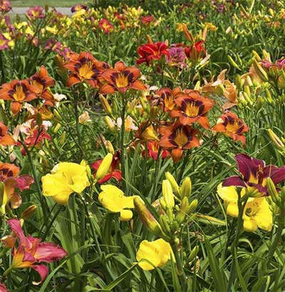 There may be no surer symbol of summer in the garden than daylilies. Hybridizers have now given us these time-honored “workhorses” in thousands of color combinations and fascinating forms. Photo by Neil Sperry.