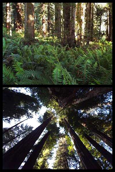 Standing in the same spot, a simple upward tilt of the camera illustrates the complexity of the redwood forest.