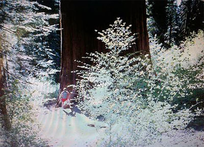 A vintage 1990 photo of Steven visiting the giant sequoias in Yosemite National Park.