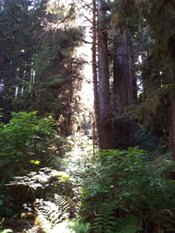A shaft of sunlight illuminates the forest floor below 300-foot-tall trees.