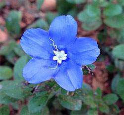 A single blossom of ‘Blue My Mind’.