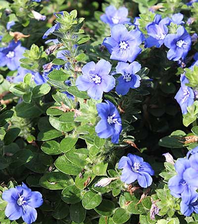 Free-blooming ‘Blue My Mind’ on the Arboretum grounds. Photos courtesy of the Dallas Arboretum.
