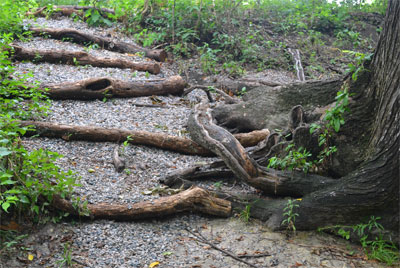 Bois d‘arc logs serve as step risers. Photo by Bill Seaman.