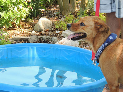 The San Antonio Botanical Garden officially celebrates the Dog Days of Summer on Saturday and Sunday, Aug. 2-3, when canines and their two-legged friends (on leash) can enjoy the grounds together. The celebration not only includes an earlier opening hour and plentiful water, but also special doggie biscuits at the Carriage House Bistro! For more details, read the San Antonio entry in the calendar below.