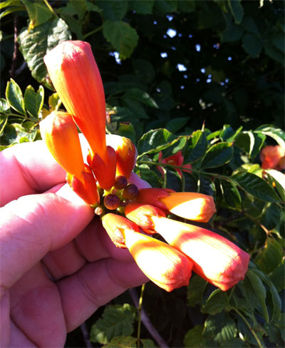 The unopened buds of trumpet creeper look like small, inflated balloons.