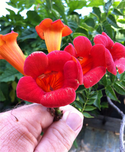 Close-up of a mature trumpet creeper flower.