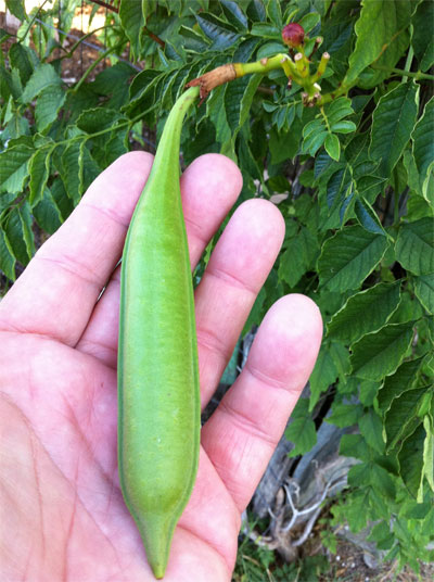 Fully grown but not quite mature capsule contains hundreds of seeds.