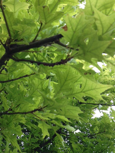 Q16_Aug14_Oak-Tree-leaves