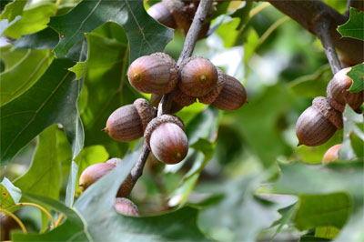 Plentiful acorns from Shumard red oaks are a favorite of deer, turkeys, and pesky squirrels.