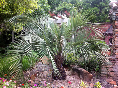 This newly planted pindo palm provides an elegant and instant “fountain effect” in the garden. Photo by Steven Chamblee.