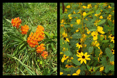 Left: Butterfly weed. Right: Black-eyed Susan and partridge pea.