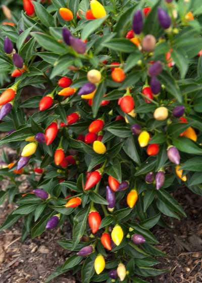 Ornamental-peppers