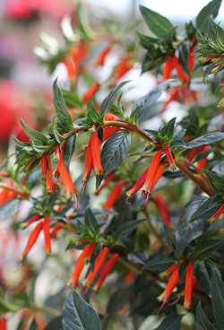 Blossoms of ‘Vermillionaire’ are bright orange and tubular, much loved by hummingbirds.