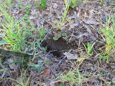 The cracks in dry black soils provide an easy opportunity to add compost and mulch to the soils in a tree’s root zone.
