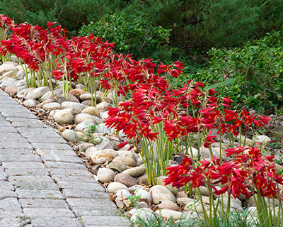 Oxblood lilies,  Sperry home landscape