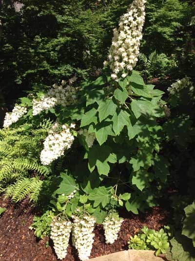 Hydrangea quercifolia ‘Snowflake’ photos courtesy of Jenny Wegley.